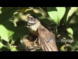 Fantail Nest 1 2868